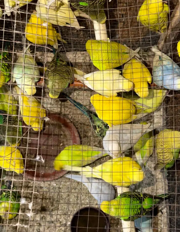 Australian parrots — photo 6
