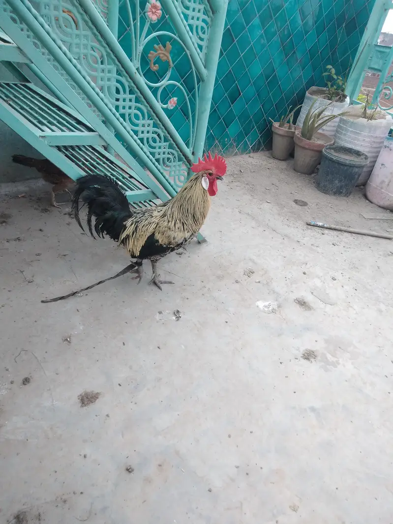 pure dessi hen — photo 2