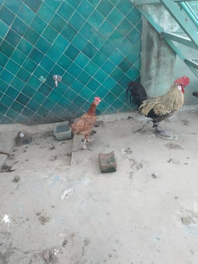 pure dessi hen