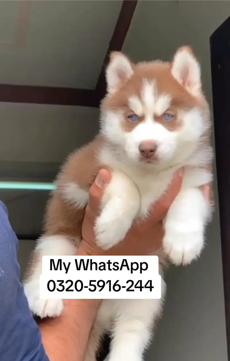 Siberian Husky  for sale