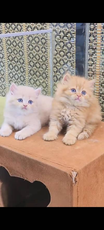 Quality Persian Punch Face cat &kittens 03476305771 WhatsApp