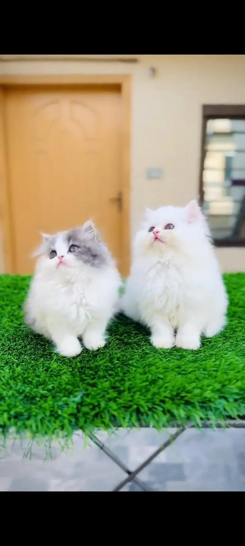 Persian cat for sale or female all over Pakistan delivery washing — photo 5