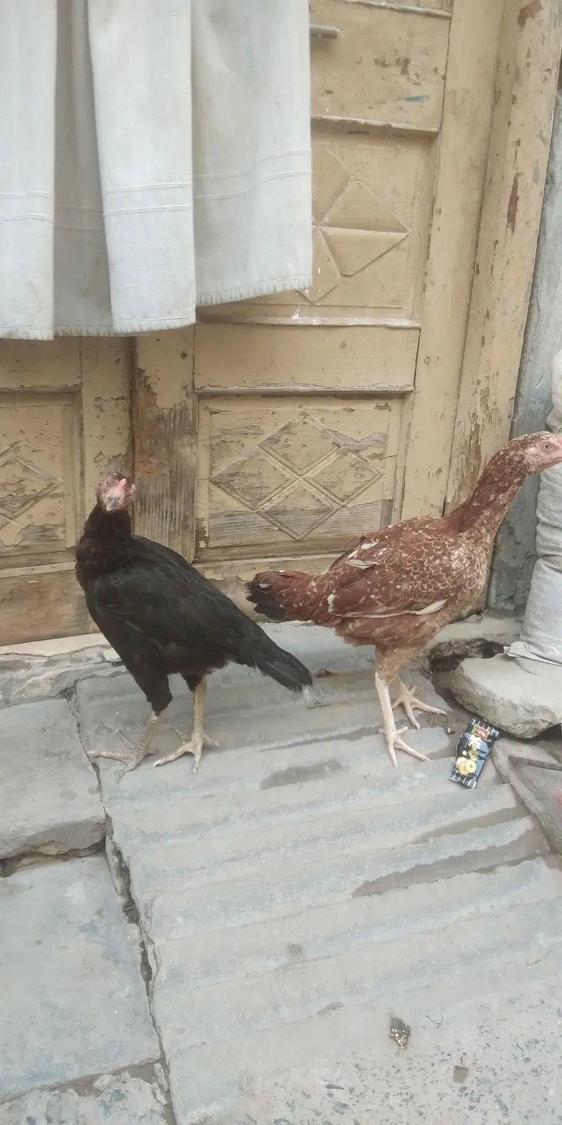aseel — photo 6