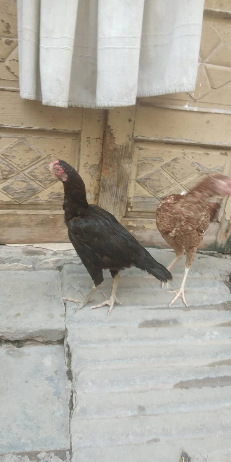 aseel and desi 6