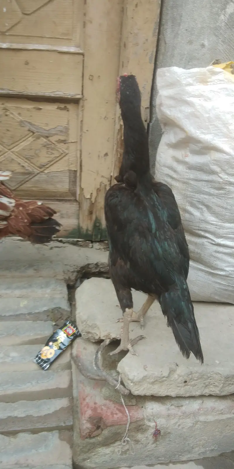 aseel — photo 8