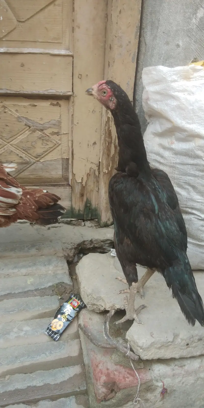 aseel — photo 9