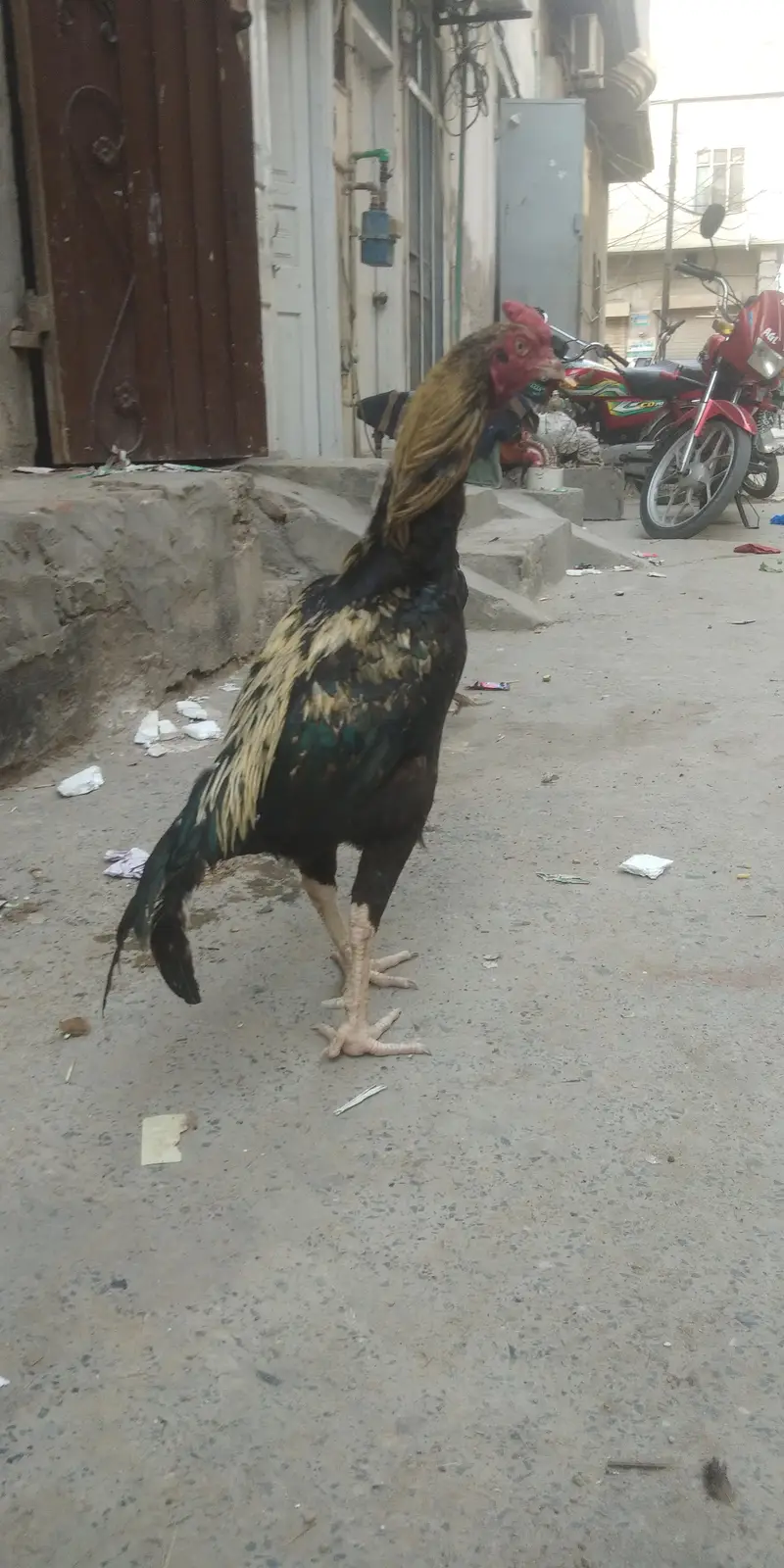 aseel — photo 10