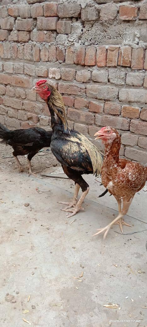 aseel and desi 11