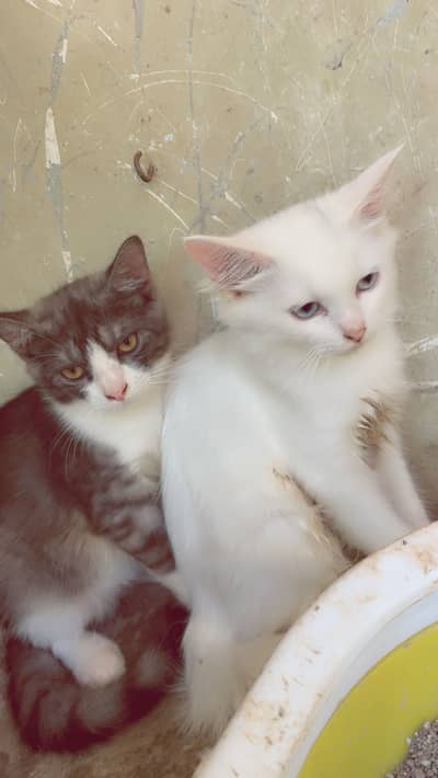 Persian Kittens