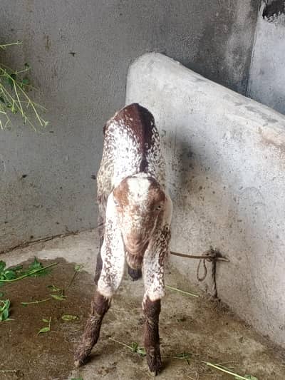 Bakri for Sale with 2 Female Kids – Healthy Goat