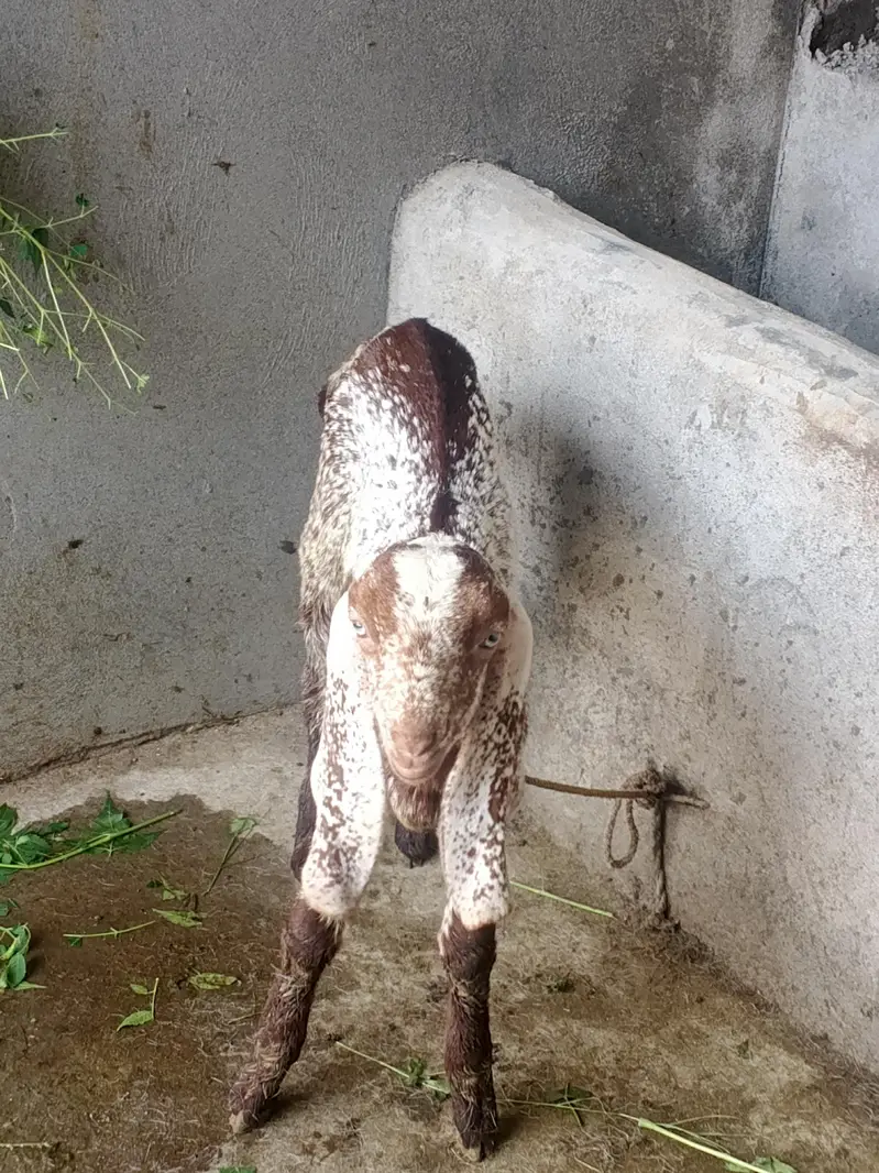 Bakri for Sale with 2 Female Kids – Healthy Goat