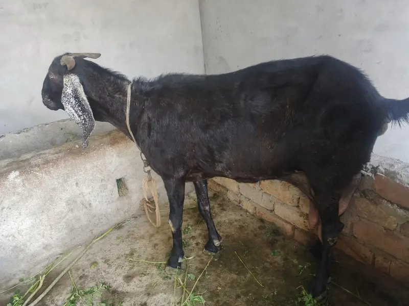 Bakri for Sale with 2 Female Kids – Healthy Goat — photo 2