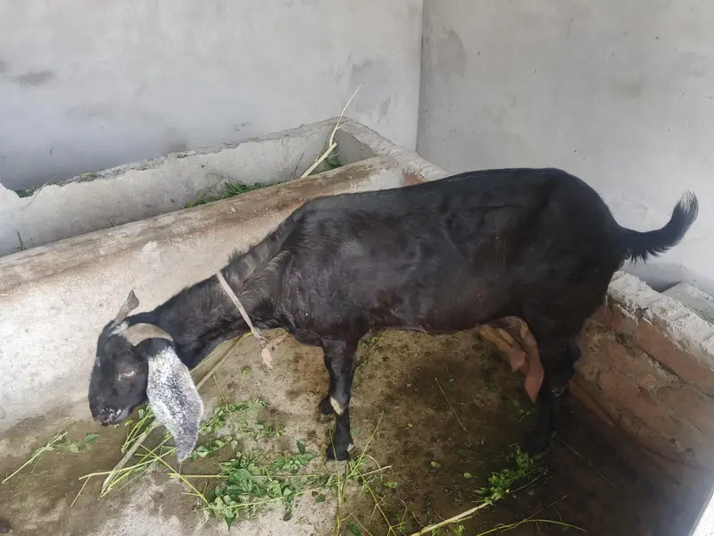 Bakri for Sale with 2 Female Kids – Healthy Goat — photo 3