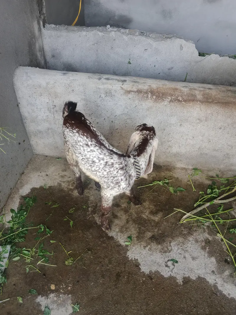 Bakri for Sale with 2 Female Kids – Healthy Goat — photo 4