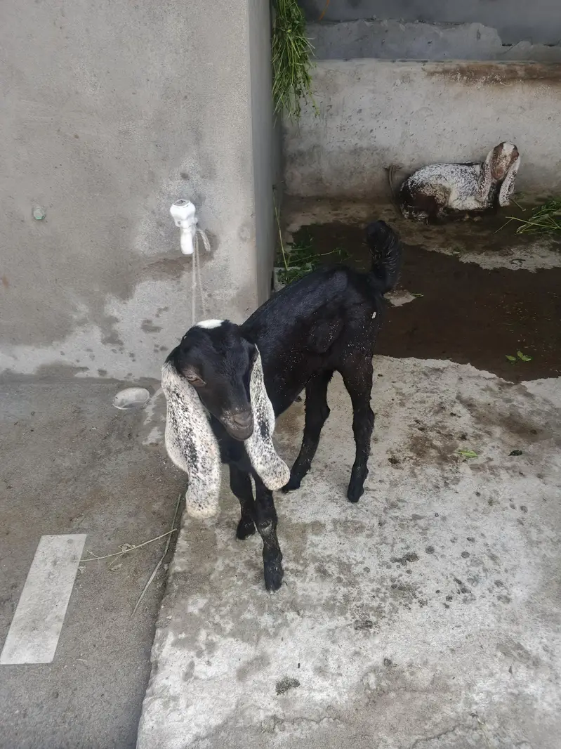 Bakri for Sale with 2 Female Kids – Healthy Goat — photo 5