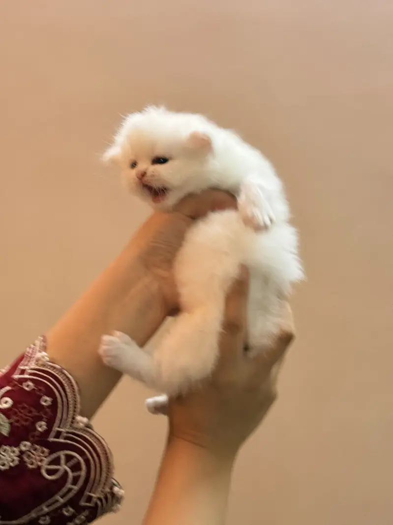 PUNCH FACE PERSIAN FEMALE KITTEN — photo 4