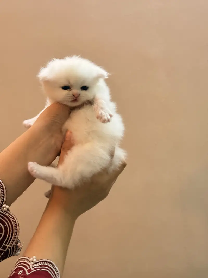 PUNCH FACE PERSIAN FEMALE KITTEN — photo 5