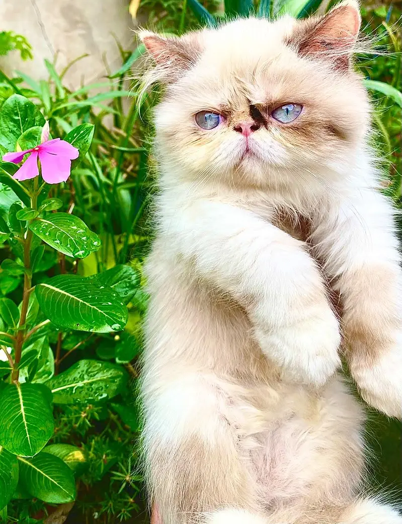 Persian Peki Fawn white kitten — photo 3