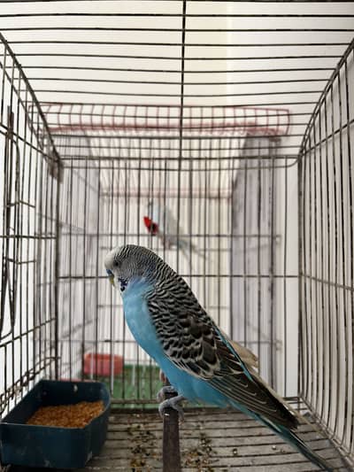 Australian budgies Adult pair