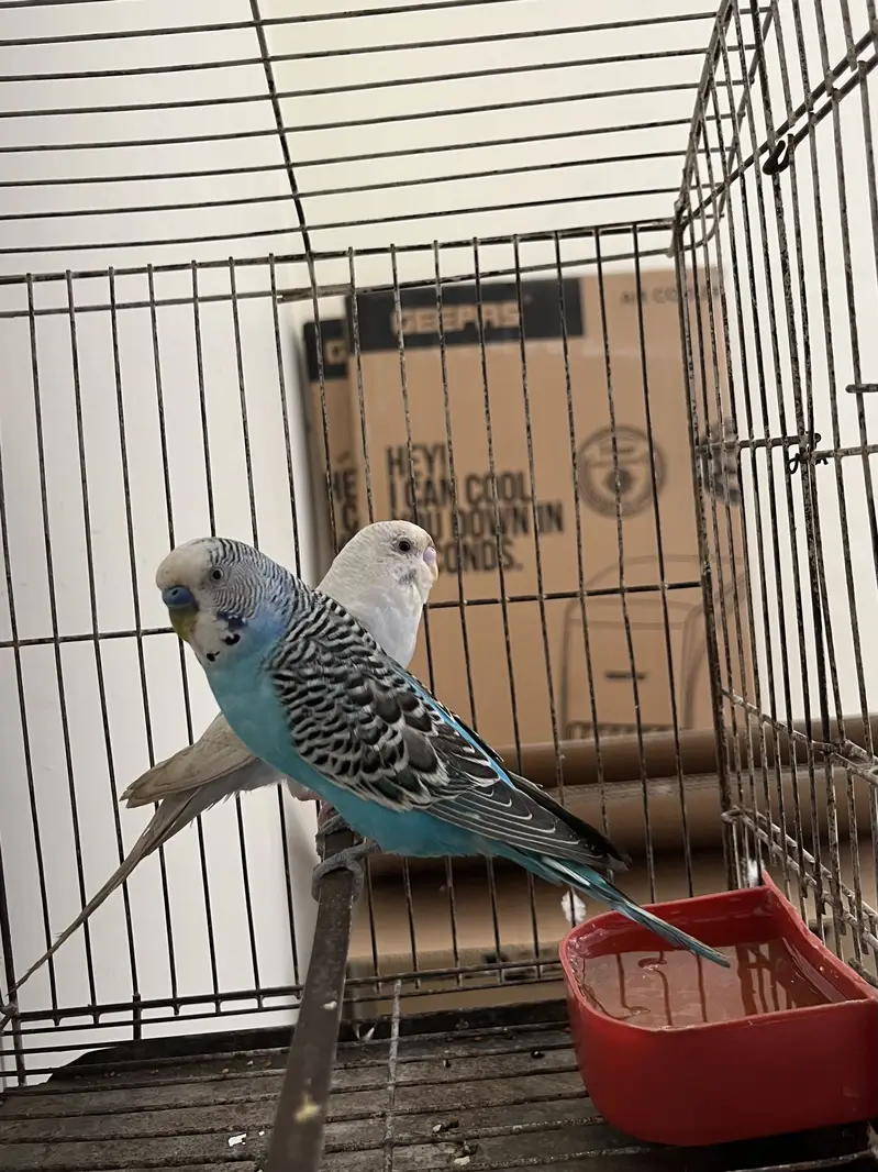 Australian budgies Adult pair — photo 2