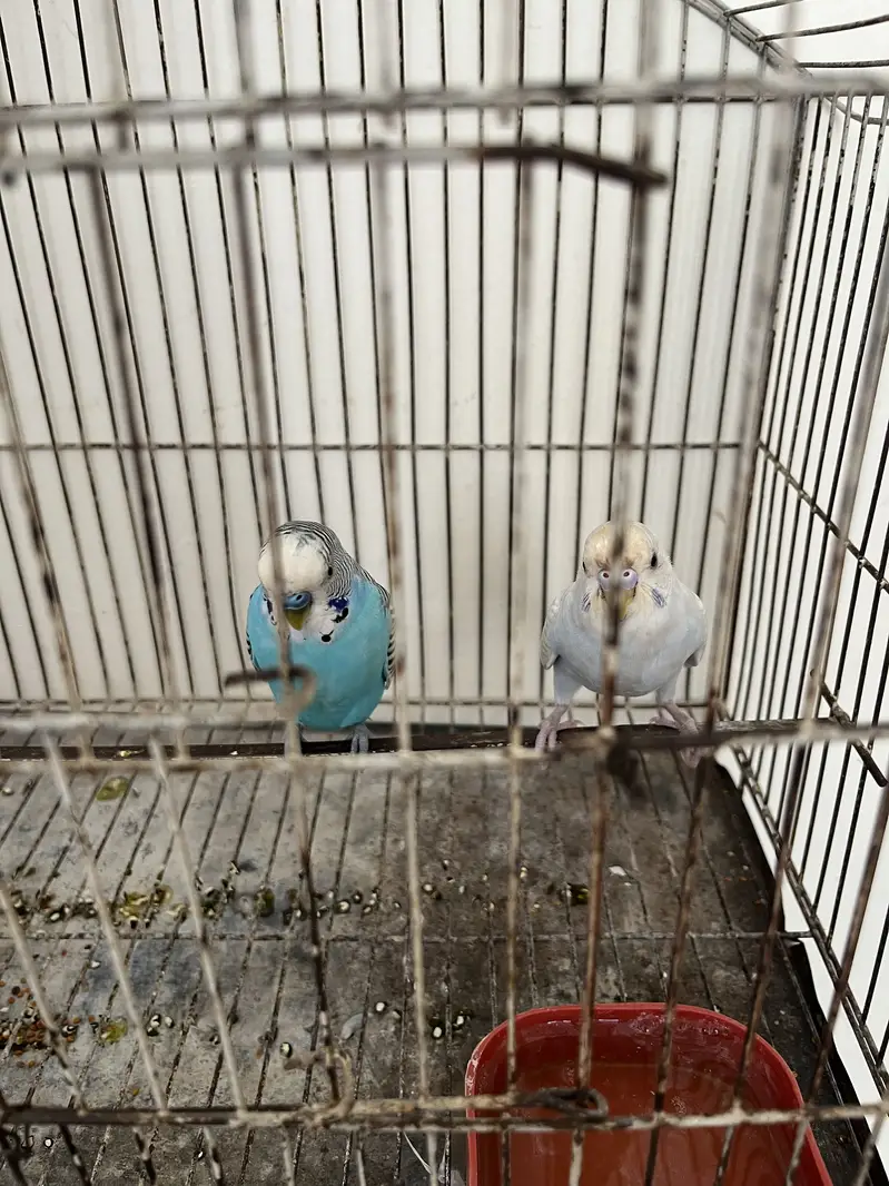 Australian budgies Adult pair — photo 3