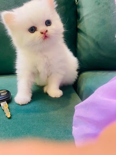 PUNCH FACE PERSIAN FEMALE KITTEN