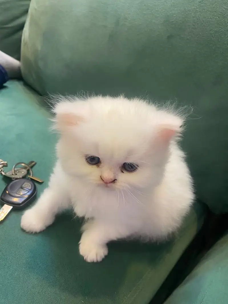 PUNCH FACE PERSIAN FEMALE KITTEN — photo 2
