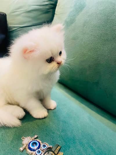 PUNCH FACE PERSIAN FEMALE KITTEN
