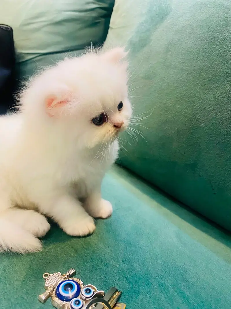 PUNCH FACE PERSIAN FEMALE KITTEN — photo 3