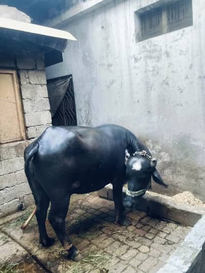 Buffalo for sale