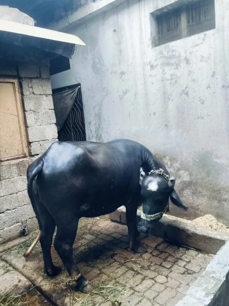 Buffalo for sale