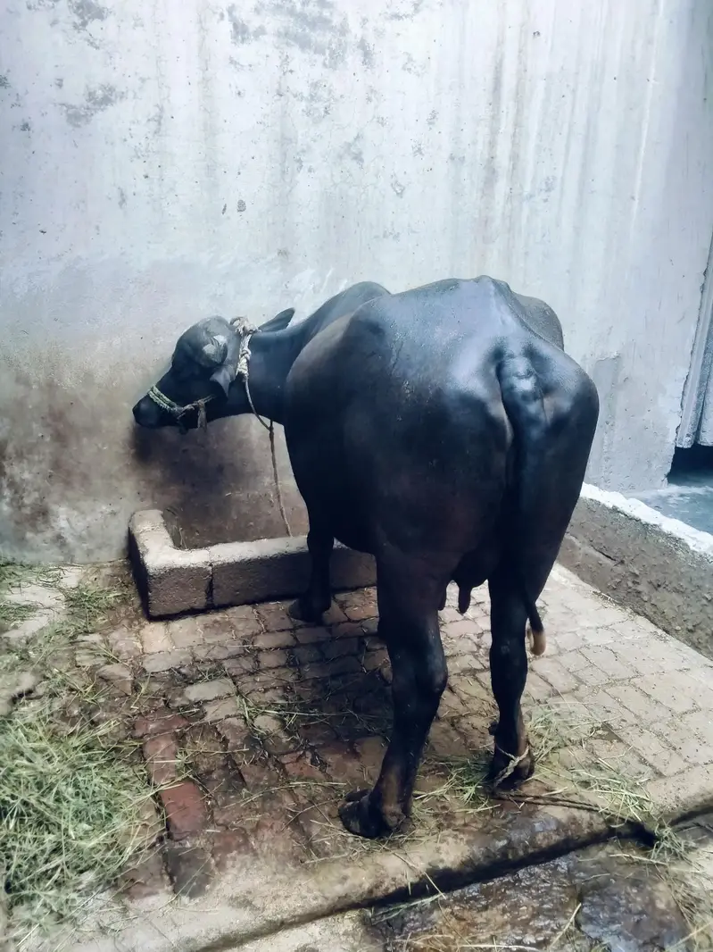 Buffalo for sale — photo 2