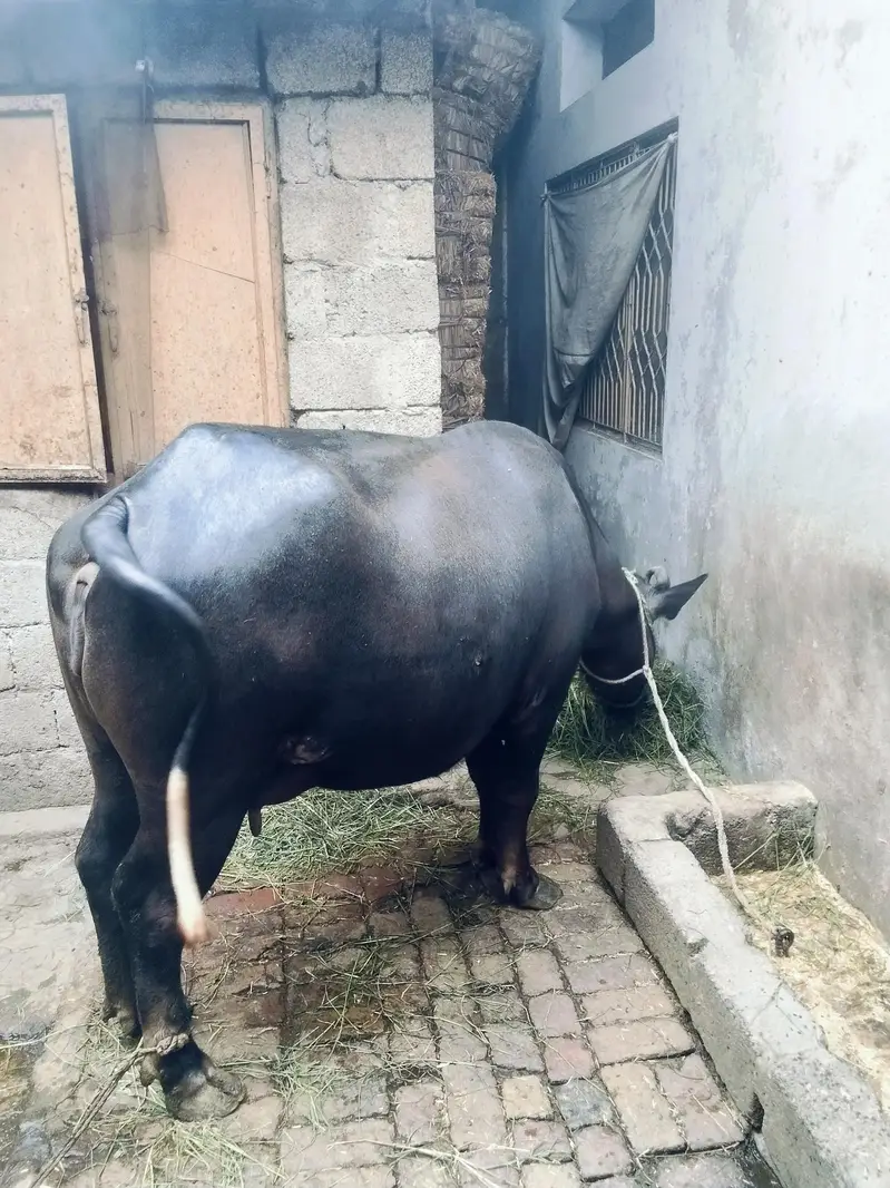 Buffalo for sale — photo 3