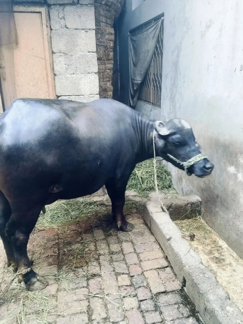 Buffalo for sale — photo 4