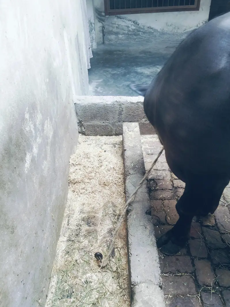 Buffalo for sale — photo 5