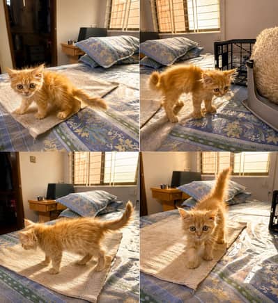 Persian kitten for sale 2.5 month orange color