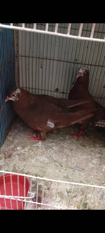 Laal jogiya breeder pair