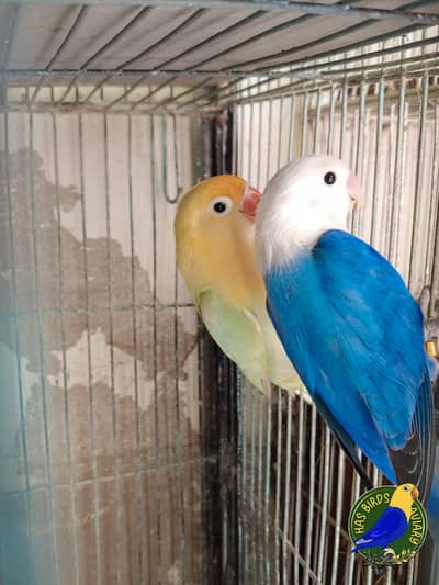 Blue Opaline  x Parblue Dilute Opaline Top class Breeder Jumbo size