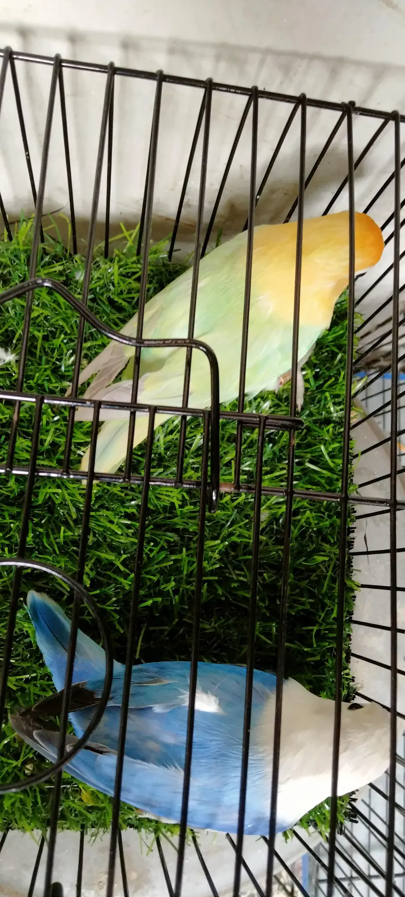 Blue Opaline  x Parblue Dilute Opaline Top class Breeder Jumbo size — photo 2