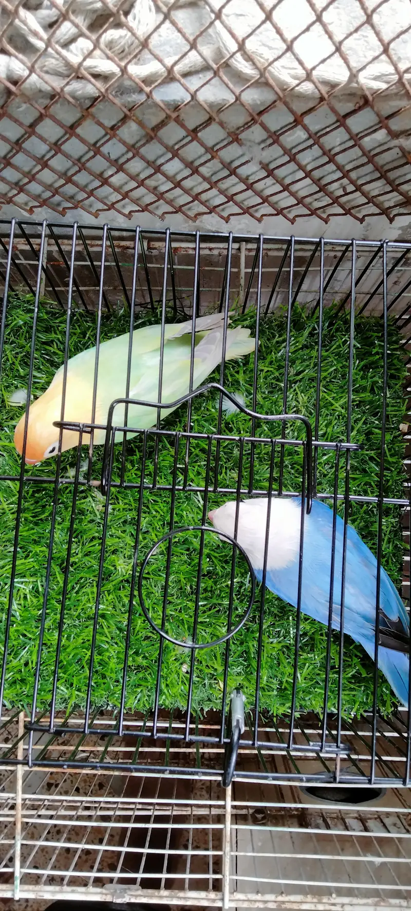 Blue Opaline  x Parblue Dilute Opaline Top class Breeder Jumbo size — photo 3