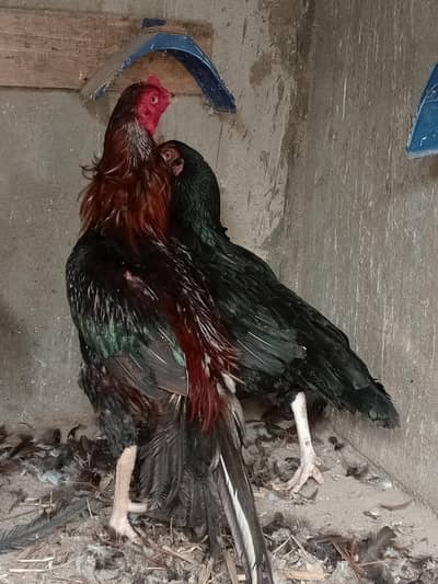 one murgha with 2 hens
