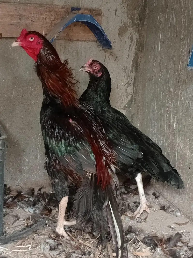 one murgha with 2 hens — photo 2