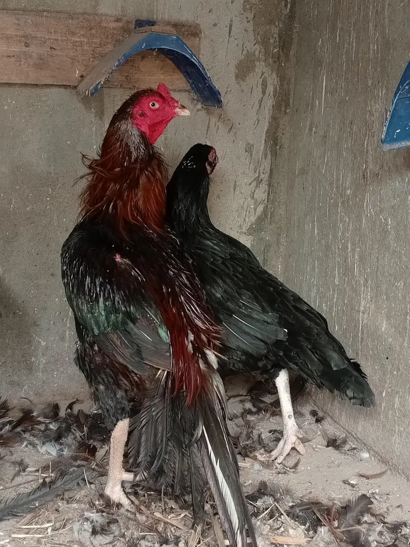 one murgha with 2 hens — photo 3