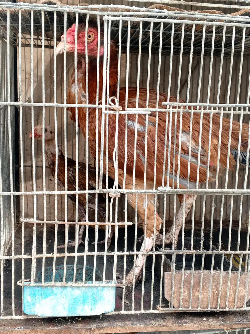 one murgha with 2 hens — photo 4