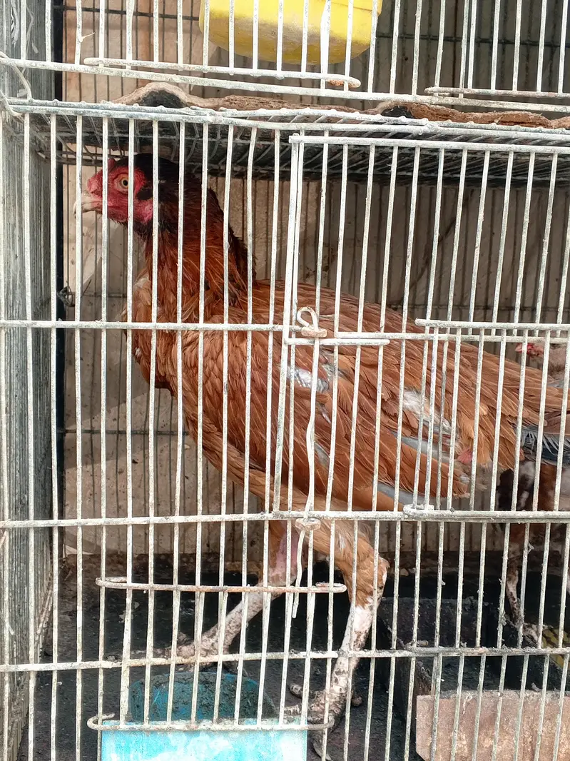one murgha with 2 hens — photo 5