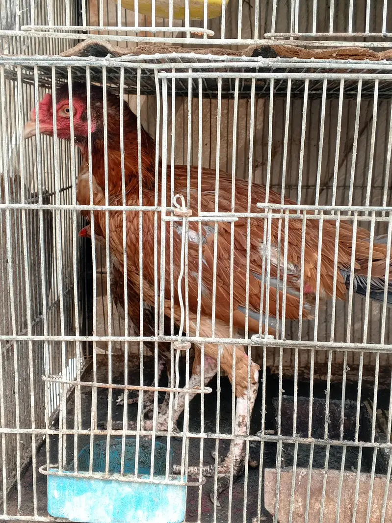 one murgha with 2 hens — photo 6
