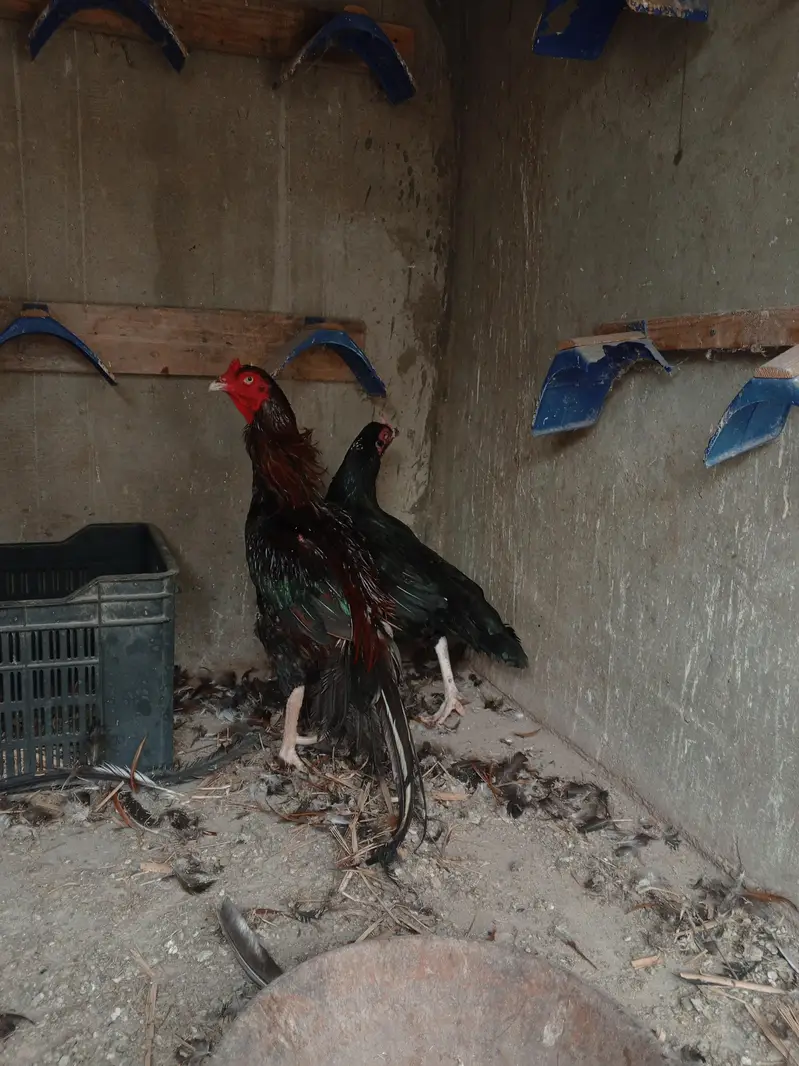 one murgha with 2 hens — photo 7