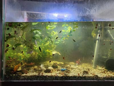 mollies guppies aseel and shamu