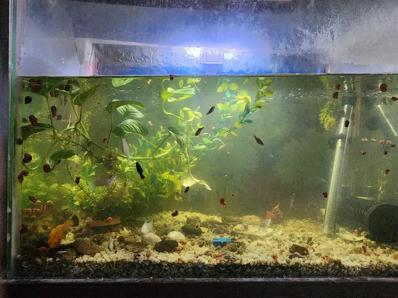 mollies guppies aseel and shamu