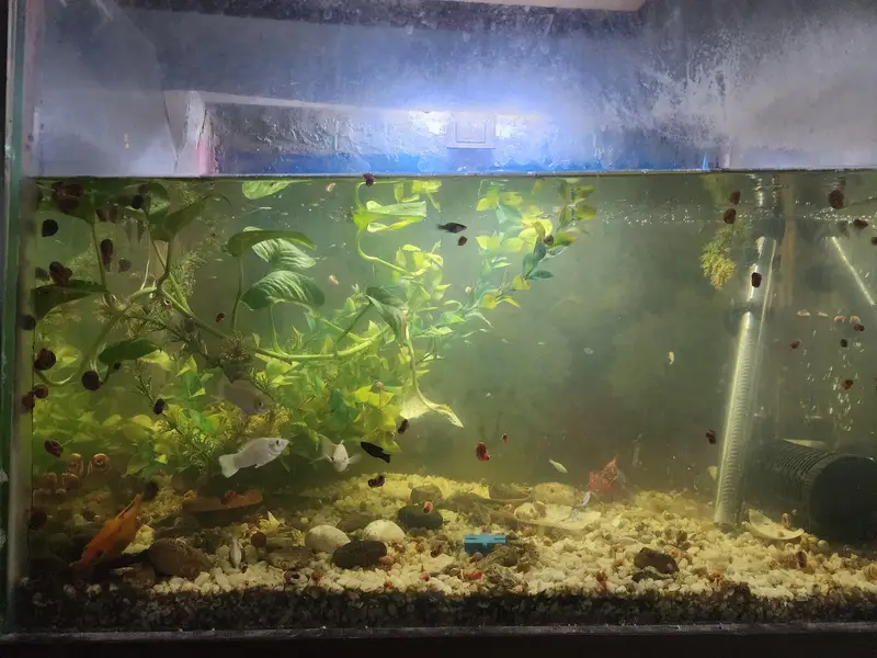 mollies guppies aseel and shamu — photo 2